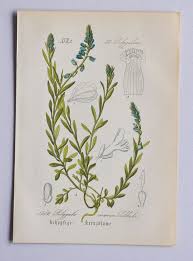 Attēlu rezultāti vaicājumam “Polygala comosa flower”