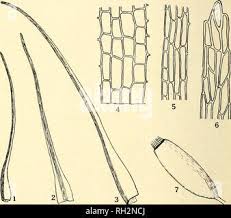 Attēlu rezultāti vaicājumam “Ditrichum flexicaule”