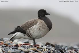 Attēlu rezultāti vaicājumam “Branta bernicla”