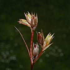 Attēlu rezultāti vaicājumam “Juncus bulbosus”
