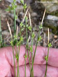 Attēlu rezultāti vaicājumam “Carex remota leaf”