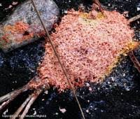 Attēlu rezultāti vaicājumam “Fuligo septica var. rufa”