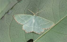 Attēlu rezultāti vaicājumam “Thalera fimbrialis”