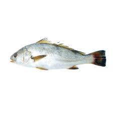 Image result for Argyrosomus regius