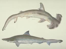 Image result for Sphyrna