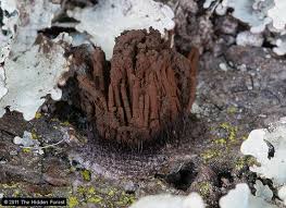 Attēlu rezultāti vaicājumam “Stemonitis flavogenita”