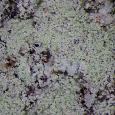 Attēlu rezultāti vaicājumam “Lepraria”