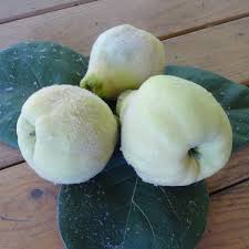 Attēlu rezultāti vaicājumam “Cydonia oblonga fruit”