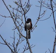 Image result for Pipilo erythrophthalmus