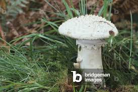 Attēlu rezultāti vaicājumam “Amanita strobiliformis”