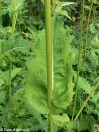 Attēlu rezultāti vaicājumam “Cirsium oleraceum leaf”
