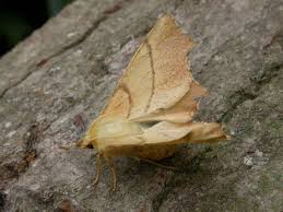 Attēlu rezultāti vaicājumam “Ennomos erosaria”