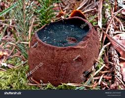 Attēlu rezultāti vaicājumam “Sarcosoma globosum”