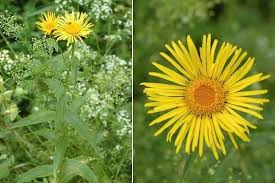 Attēlu rezultāti vaicājumam “Inula salicina leaf”