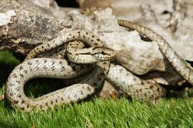 Attēlu rezultāti vaicājumam “Coronella austriaca”