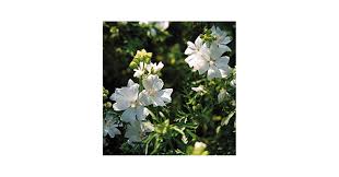 Image result for Malva moschata alba