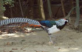 Image result for Chrysolophus amherstiae