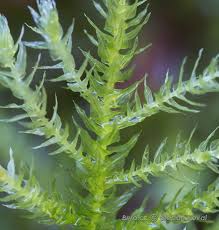 Attēlu rezultāti vaicājumam “Eurhynchium striatum”
