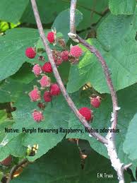 Attēlu rezultāti vaicājumam “Rubus nessensis fruit”