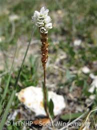 Attēlu rezultāti vaicājumam “Bistorta vivipara flower”