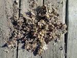 File:Boat fouling organisms (4875285628).jpg - Wikimedia Commons - via Daymix
