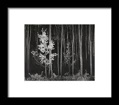 Image result for Ansel Adams Aspens New Mexico