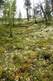 Attēlu rezultāti vaicājumam “Cladonia stellaris”