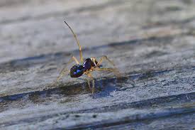 Attēlu rezultāti vaicājumam “Neottiura bimaculata female”