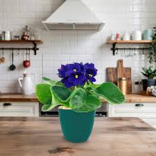 Image result for Saintpaulia ionantha Culitvar