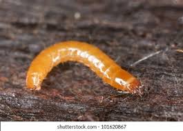 Attēlu rezultāti vaicājumam “Pyrochroidae larva”
