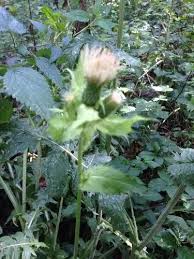 Attēlu rezultāti vaicājumam “Cirsium oleraceum flower”