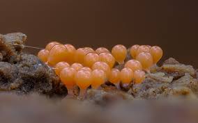 Attēlu rezultāti vaicājumam “Trichia sp.”