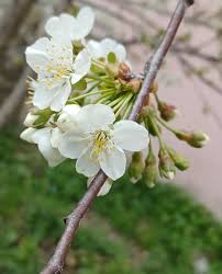 Attēlu rezultāti vaicājumam “Cerasus leaf”