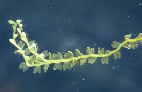 Attēlu rezultāti vaicājumam “Gymnocolea inflata”