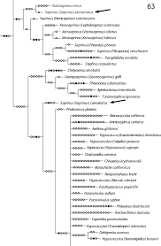 Attēlu rezultāti vaicājumam “Hypocaccus rugiceps”