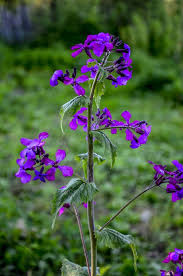 Attēlu rezultāti vaicājumam “Lunaria annua leaf”