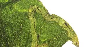 Attēlu rezultāti vaicājumam “Phytomyza ranunculi”