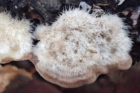 Attēlu rezultāti vaicājumam “Trametes hirsuta”