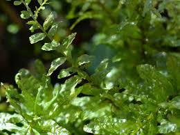 Attēlu rezultāti vaicājumam “Plagiomnium undulatum”