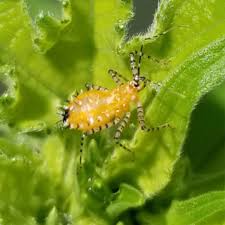 Attēlu rezultāti vaicājumam “Rhynocoris annulatus”