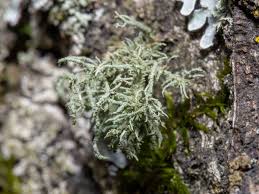 Attēlu rezultāti vaicājumam “Usnea hirta”