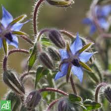 Image result for Borretsch