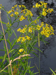 Attēlu rezultāti vaicājumam “Oenothera rubricauli”