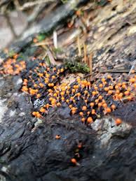 Attēlu rezultāti vaicājumam “Hemitrichia decipiens var. hemitrichoides”