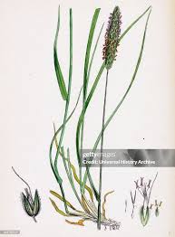 Attēlu rezultāti vaicājumam “Alopecurus pratensis”