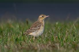Image result for Anthus campestris