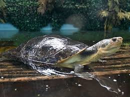 Attēlu rezultāti vaicājumam “Tortula lingulata macro”