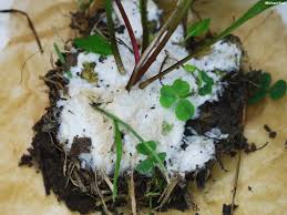 Attēlu rezultāti vaicājumam “Sebacina incrustans”