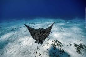 Resultado de imagen para cozumel dive