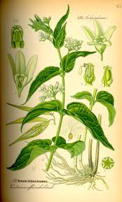 Attēlu rezultāti vaicājumam “Vincetoxicum hirundinaria leaf”